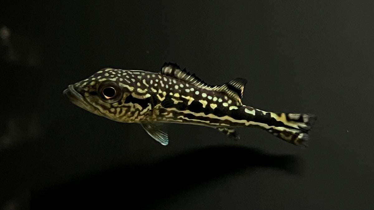 Peacock Bass!