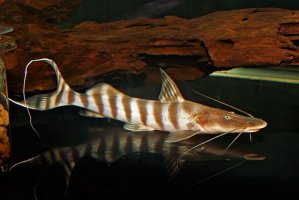 Catfish for Sale | Monster & Exotic Catfish | RobsAquatics – Rob's ...