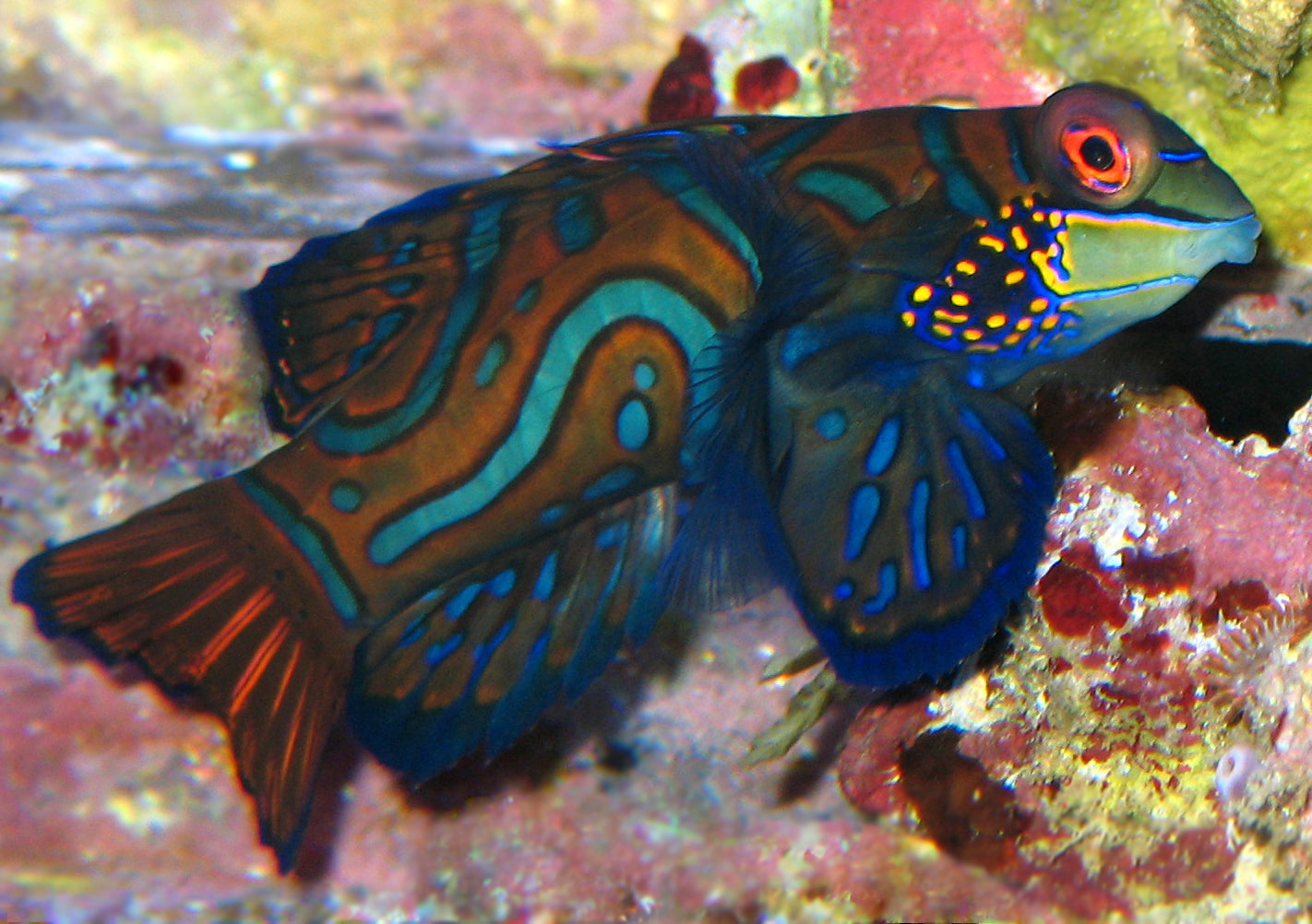 Saltwater Fish And Inverts