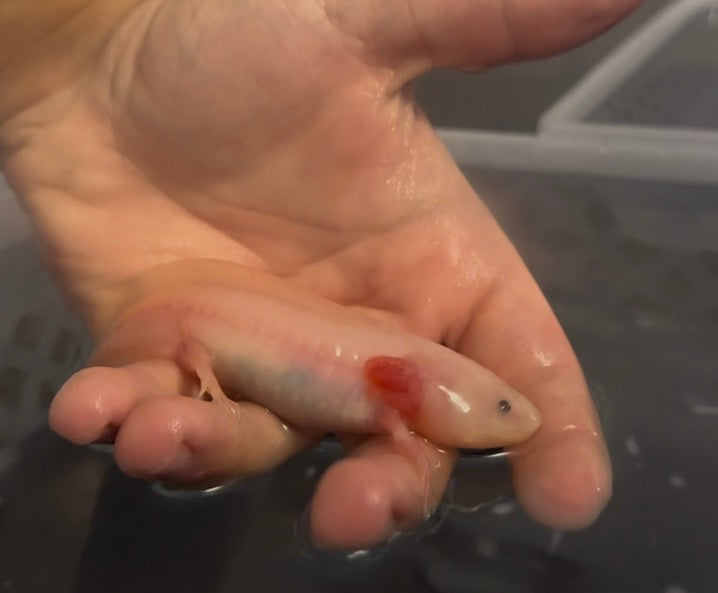Axolotls for Sale