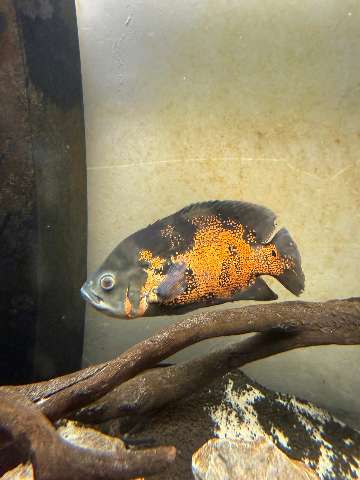 Tiger Oscar 1 (10-12”)