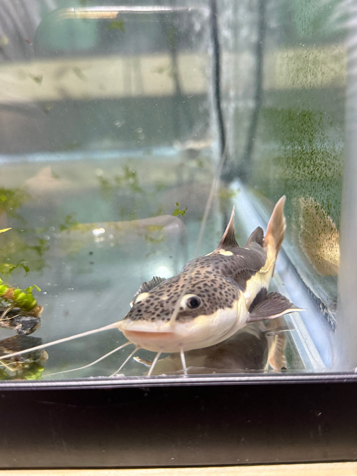 3" Shortbody Redtail Catfish