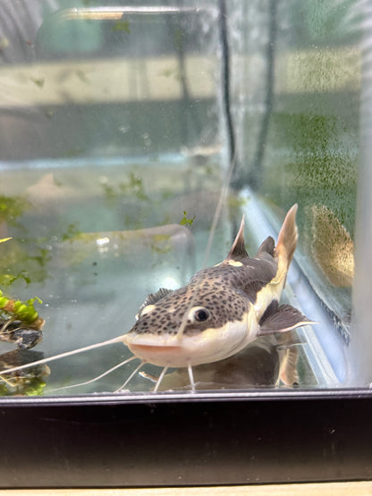 3" Shortbody Redtail Catfish