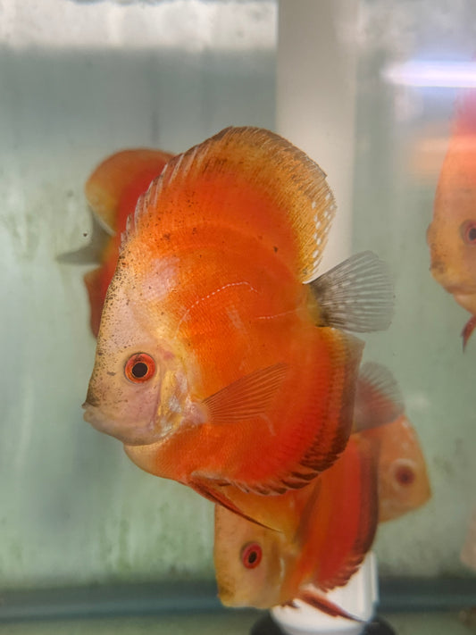 (3 Pack) Mandarin Passion 4 1/2”