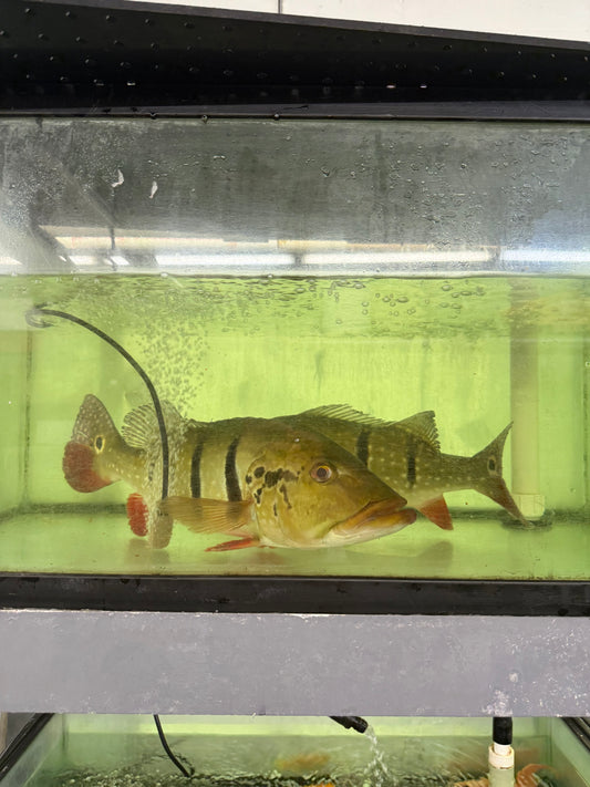 20” Temensis Peacock Bass