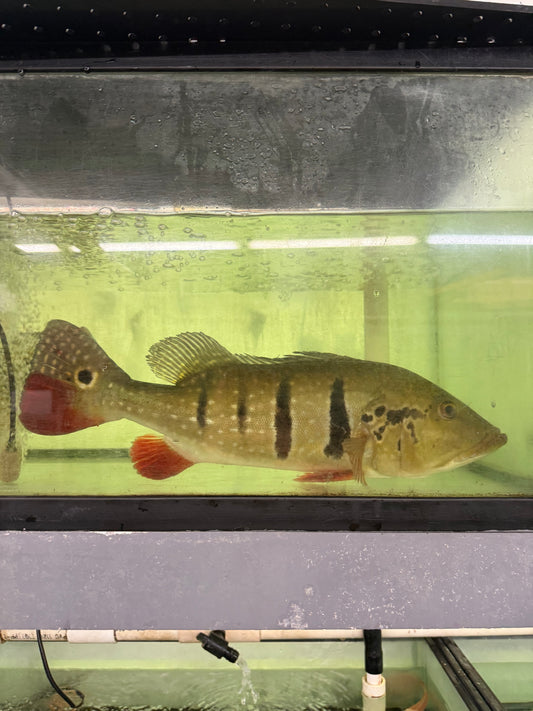 20” Temensis Peacock Bass