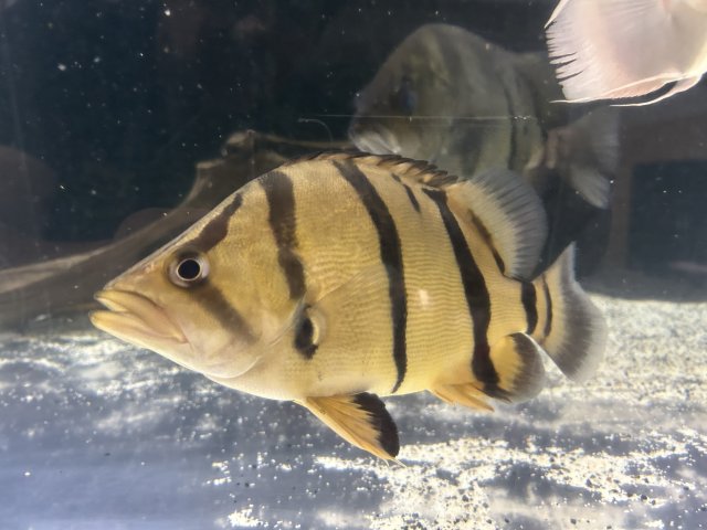 6-7" NTT Datnoid