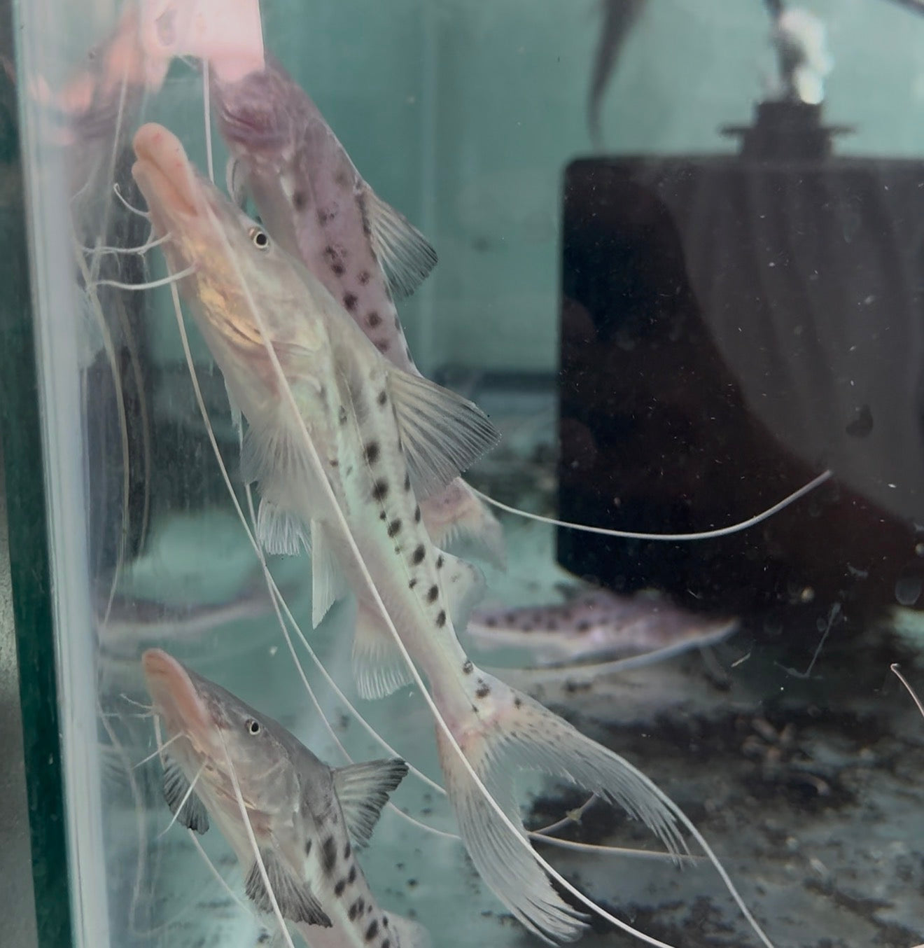 True Piraiba Catfish (6”)