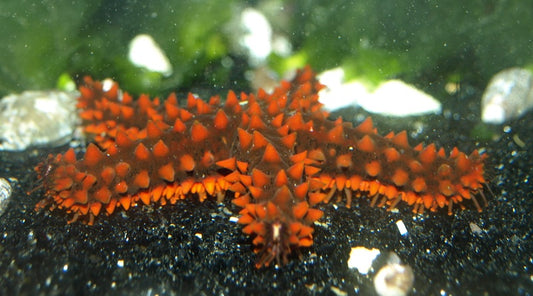 Red Thorny Starfish
