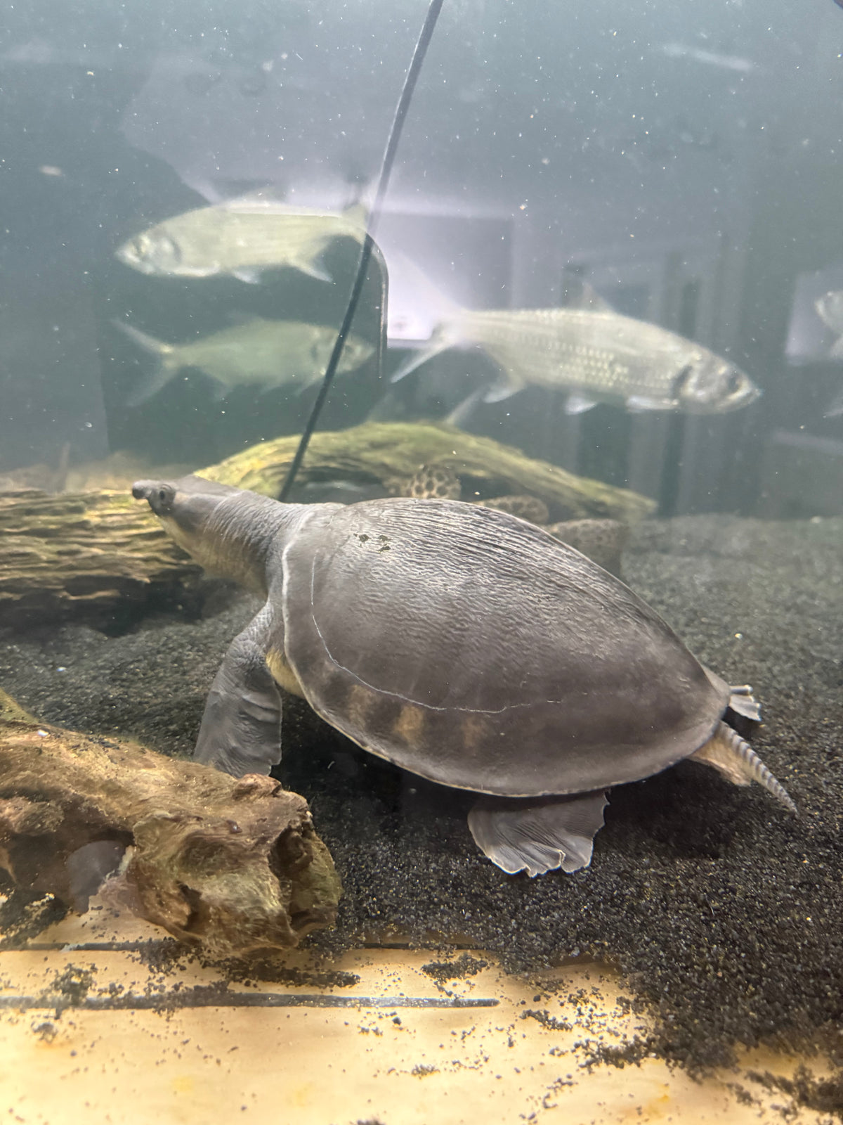 Large Fly River Turtle 12-14”