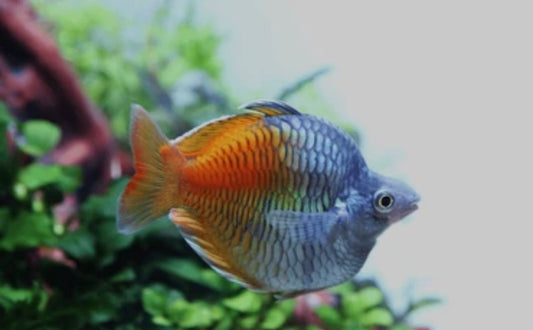 Shortbody Bosemani Rainbowfish 1.5”