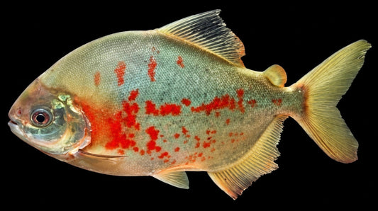 Green Blood Pacu 3”