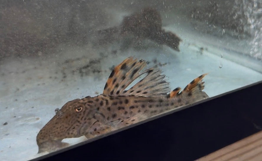 L091 Three Beacon Pleco 5”