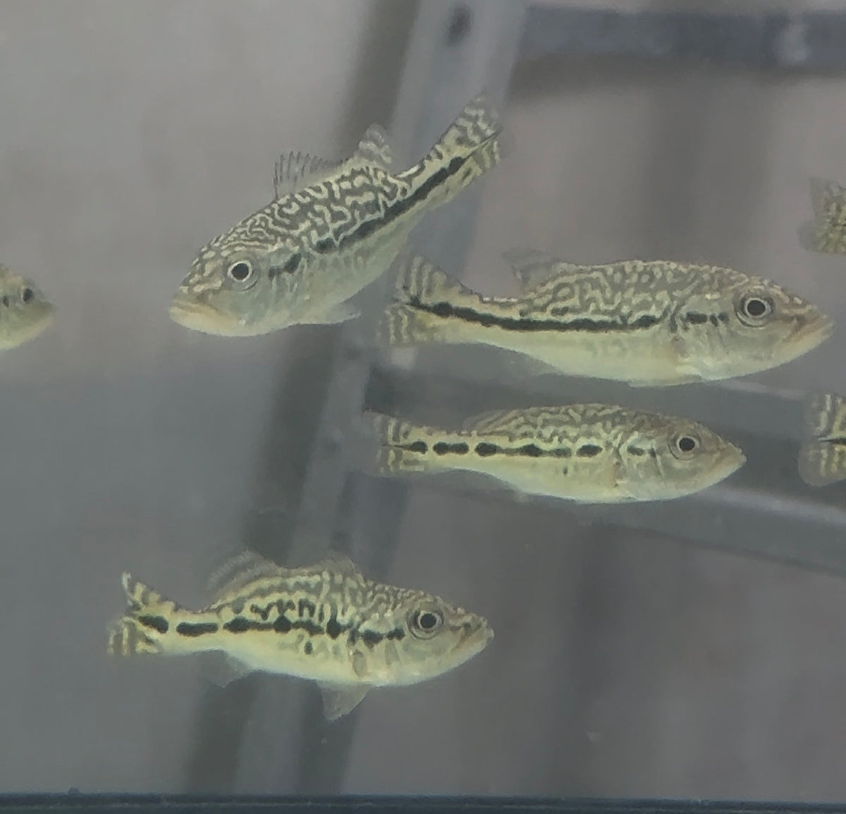Shortbody Royal Snakeskin Peacock Bass 2-3”