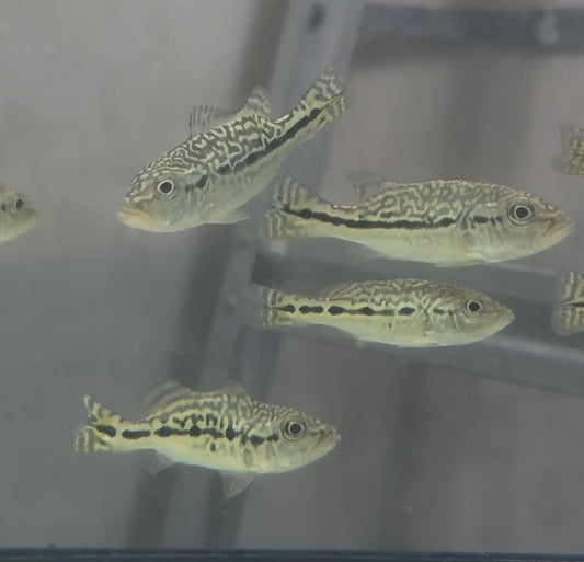 Shortbody Royal Snakeskin Peacock Bass 2-3”