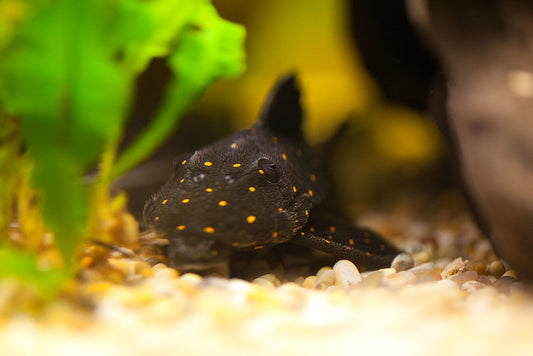 LDA-31 Mustard Spotted Pleco