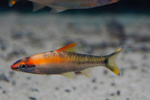 Golden Roseline Shark 3”