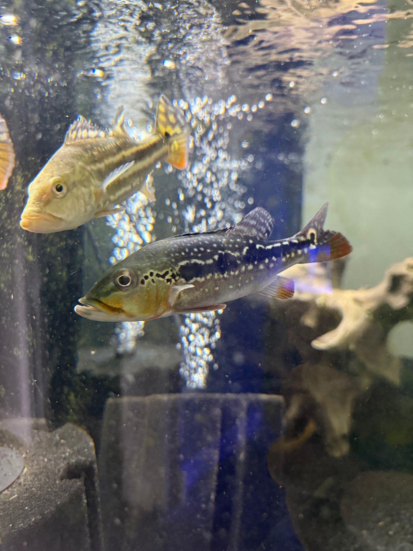 Fogo Peacock Bass 6-7”
