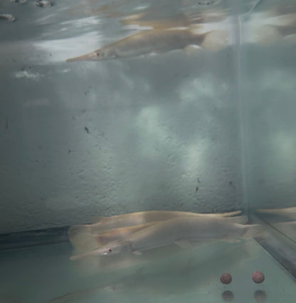 Albino Golden Florida Gar 8-10”