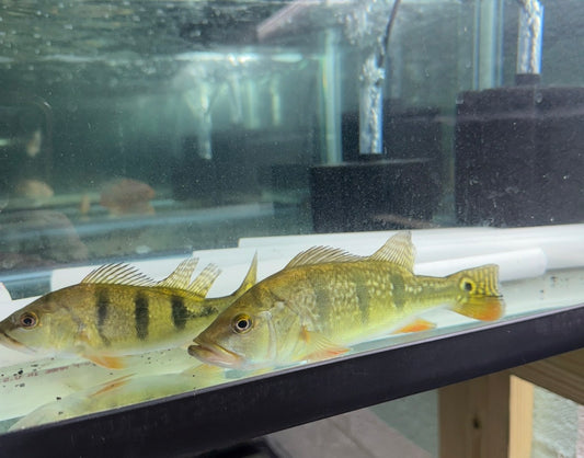 Mono/Kelberi Hybrid Bass 5-8”