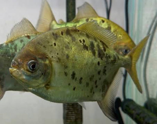 Golden Leopard Pacu 3”