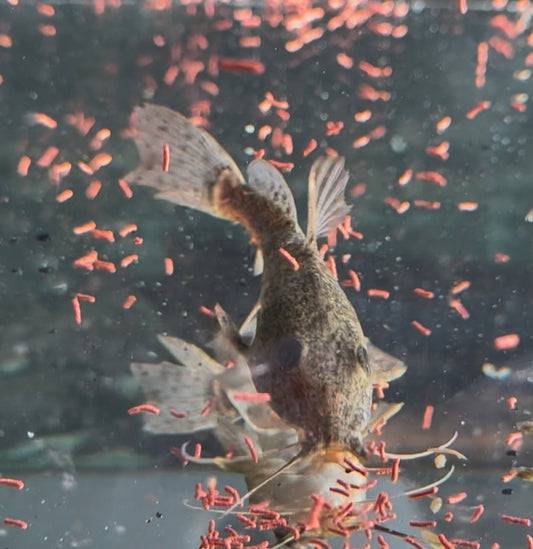 Giraffe Catfish 5-6"