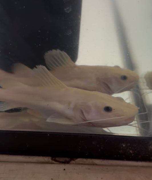 Phantom Redtail Catfish in aquarium