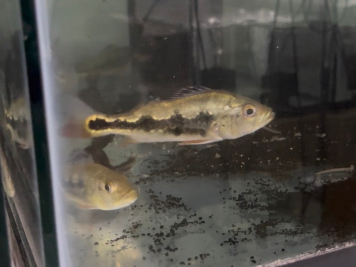 Mono Thick Bar Peacock Bass 4-5”