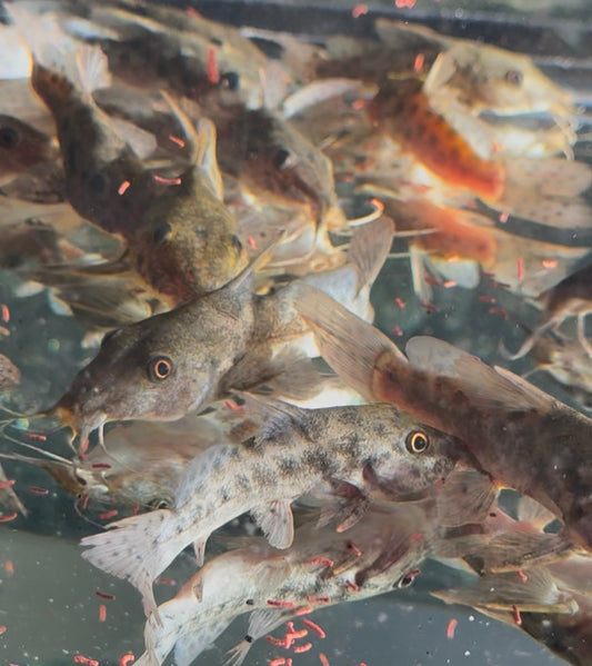 Giraffe Catfish 5-6"