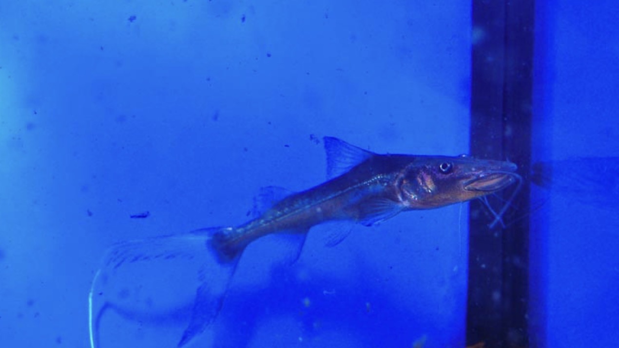 Silver Dorado Catfish 3”