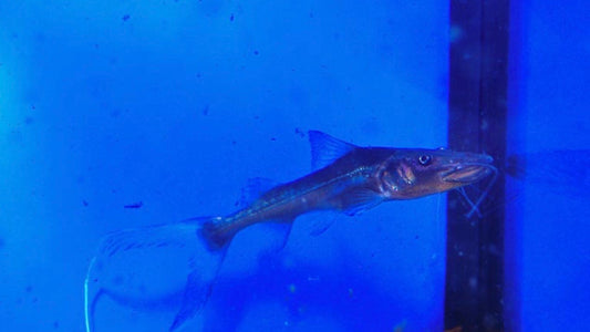 Silver Dorado Catfish 3”