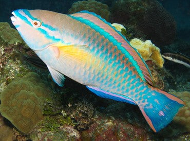 Princess Parrotfish Sm