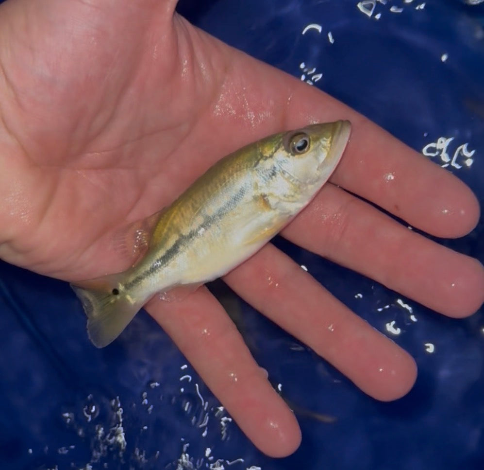 Shortbody Fogo Peacock Bass 4”