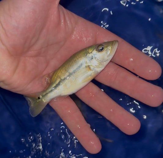 Shortbody Fogo Peacock Bass 4”