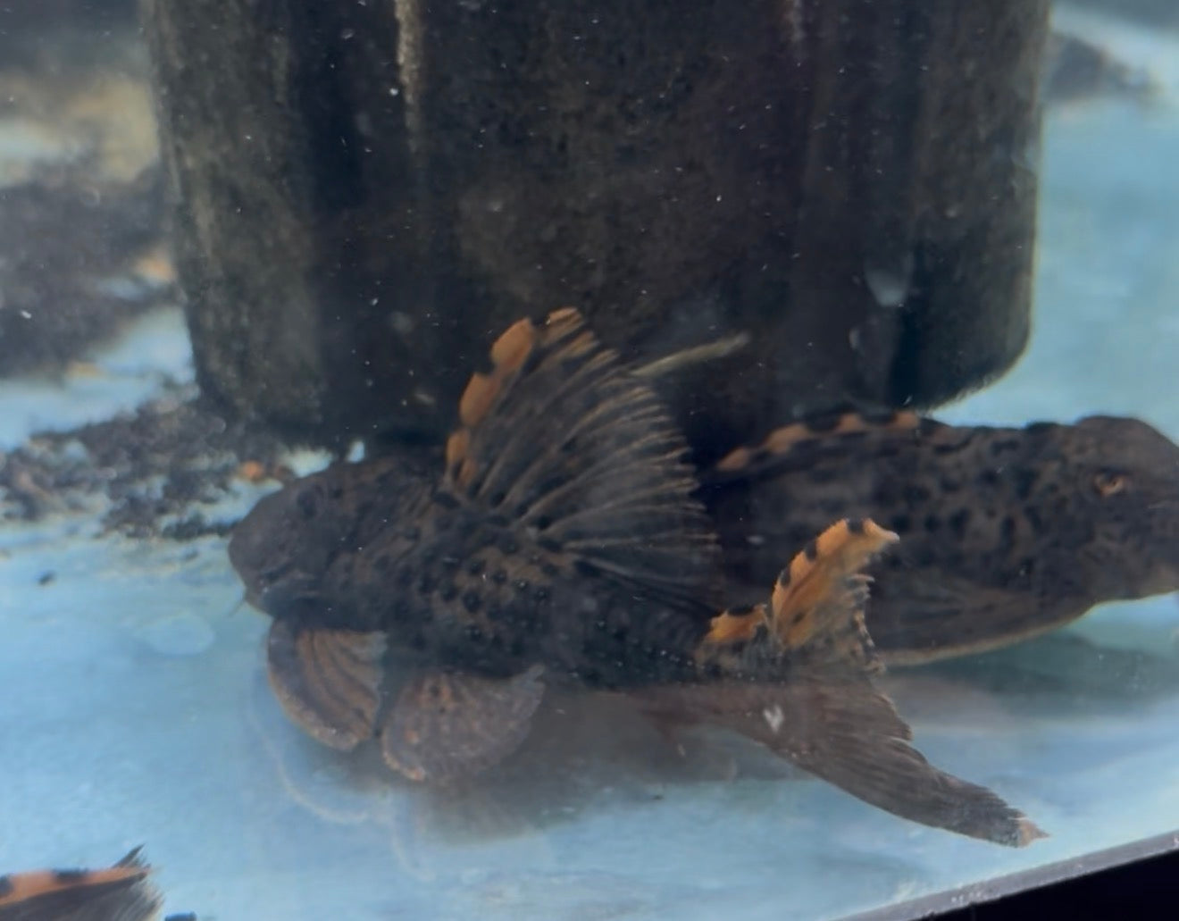 L091 Three Beacon Pleco 5”