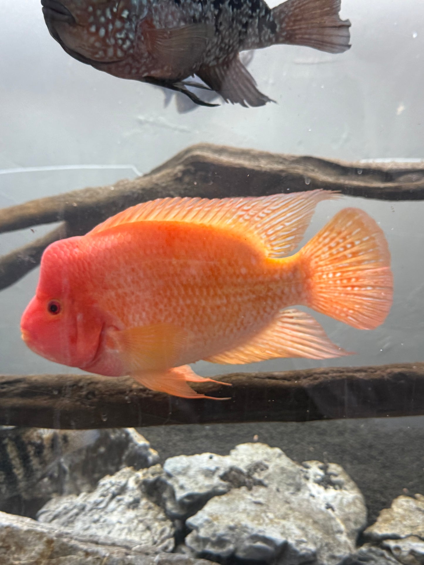 Red Devil Cichlid 12-14”