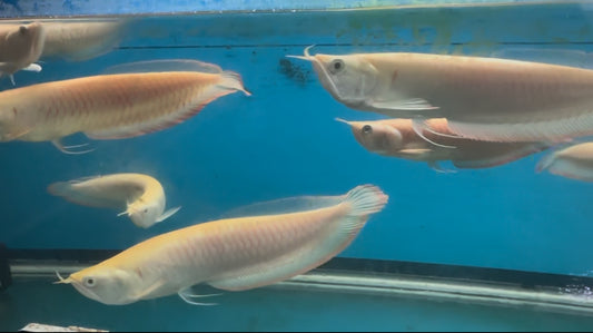 11-13” Albino Silver Arowana