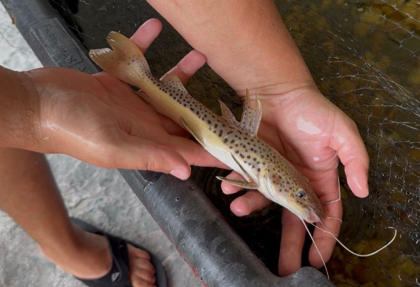 Redtail x TSN Hybrid