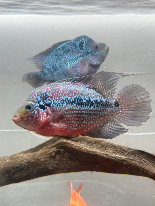 Shortbody Flowerhorn 8”