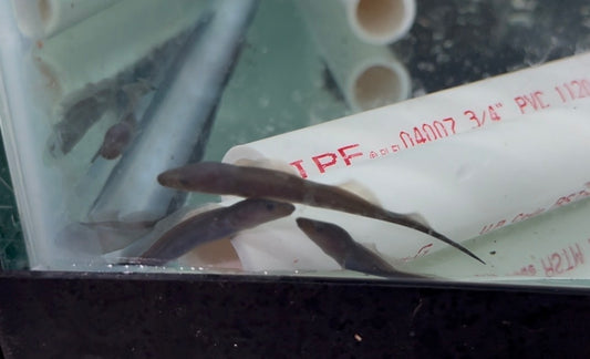 Gymnarchus niloticus close up rare knife fish