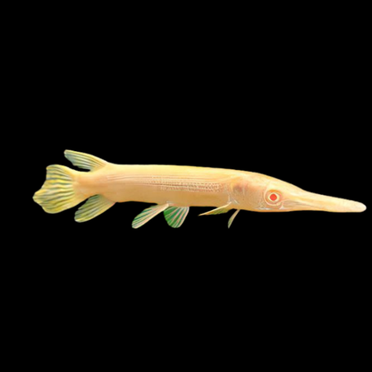 Albino Golden Florida Gar 8-10”