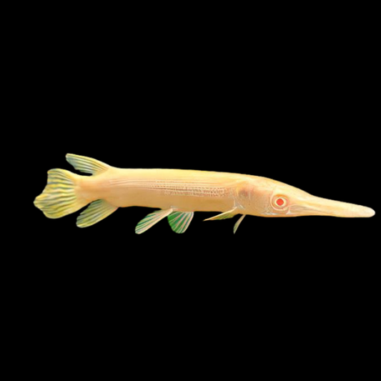 Albino Golden Florida Gar 8-10”