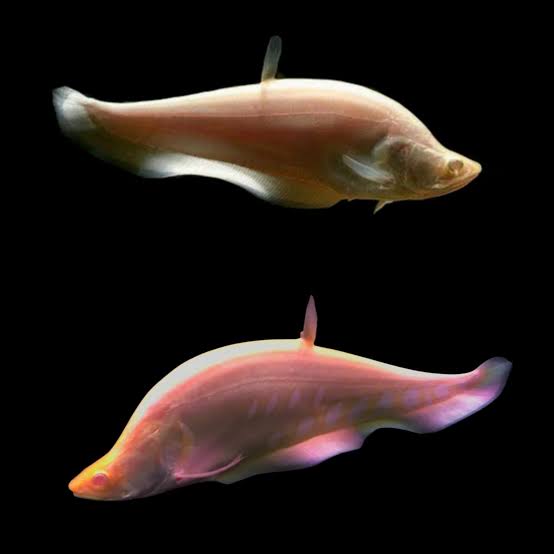 Albino Clown Knifefish 4-5 inch white knifefish freshwater predator aquarium