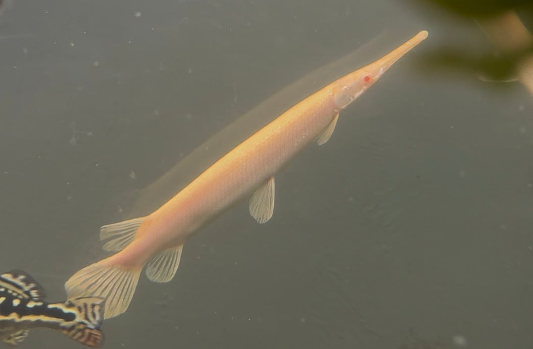 Albino Golden Florida Gar 8-10 inch long nose gar freshwater predator fish