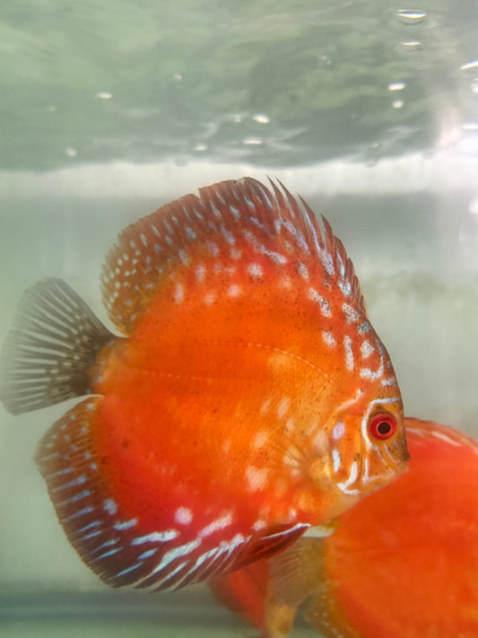 Red Marlboro Discus 4 1/2”