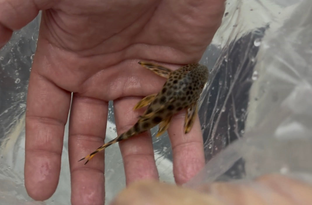 L075 Para Pleco 3-4”
