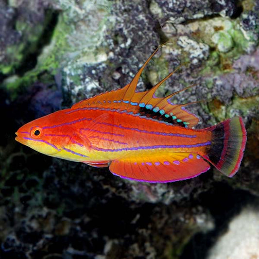 Carpenter Flasher Wrasse Med