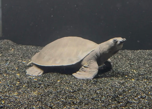 Fly River Turtle 6-7"