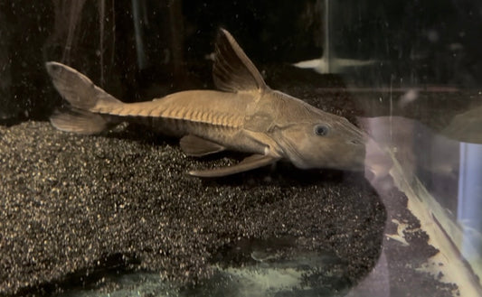 Black Ripsaw Catfish 8-10 inch large predatory freshwater catfish aquarium