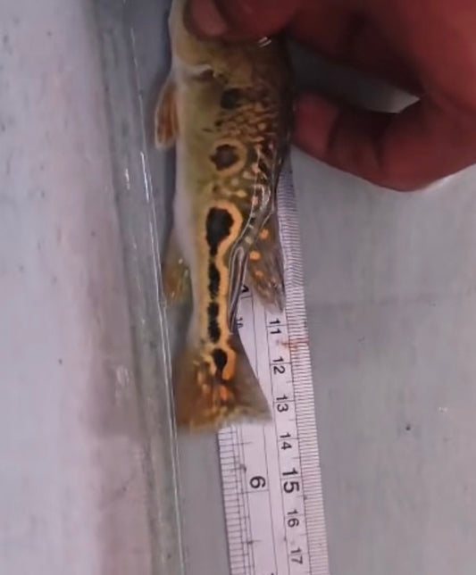 Black Widow Orinoco Peacock Bass 3 inch juvenile peacock bass predator fish aquarium